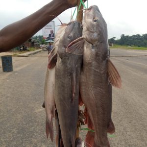Buy Premium Adult Catfish – Delicious and Nutritious Catfish for Sale