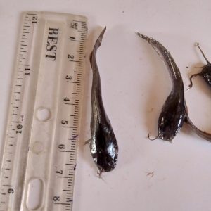 JUVENILES |  Heterobranchus CatFish