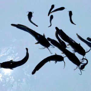 FINGERLINGS |  Heterobranchus CatFish