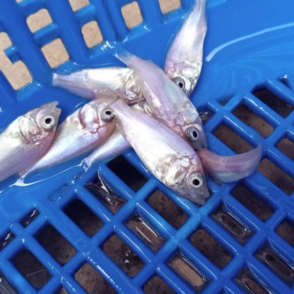 FINGERLINGS | Red Tilapia