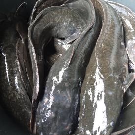 Catfish