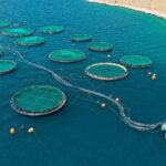 The Importance of Capacity Building in Sustainable Aquaculture