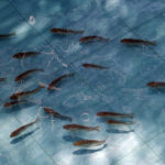 Selecting Quality Fingerlings: A Guide for Nigerian Fish Farmers