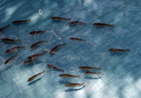 Selecting Quality Fingerlings: A Guide for Nigerian Fish Farmers