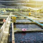Aquaculture market expansion a deep dive into global opportunities