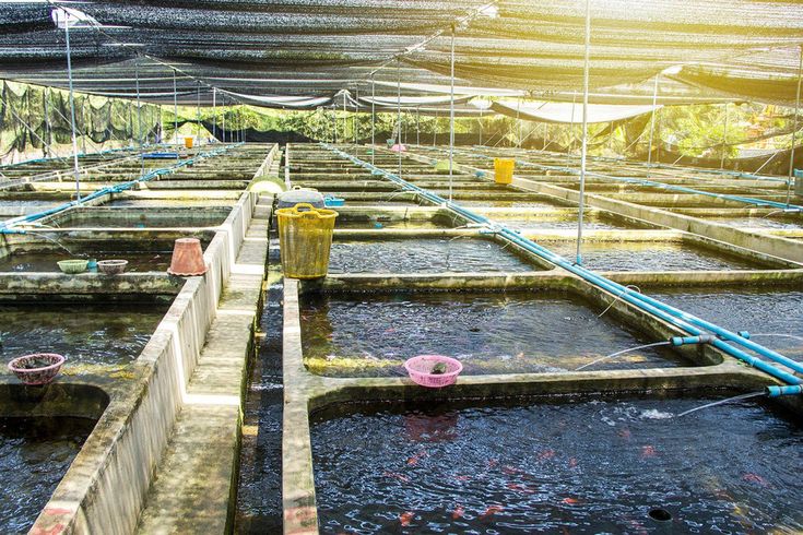 Aquaculture market expansion a deep dive into global opportunities